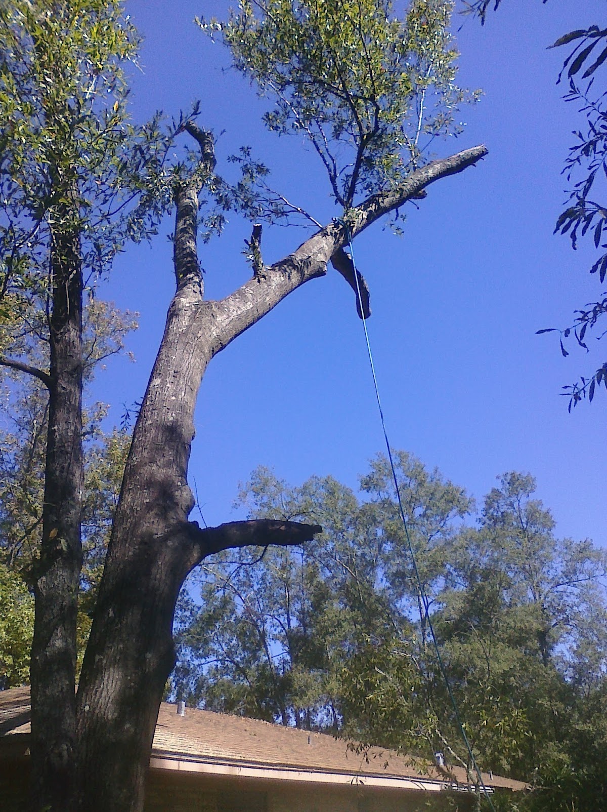 Bare branches of a big tree seen from below