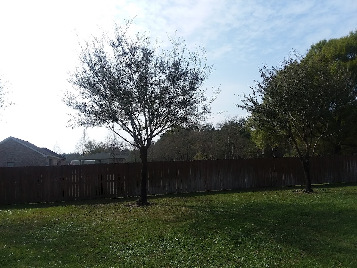 Backyard lawn and fence line with trees