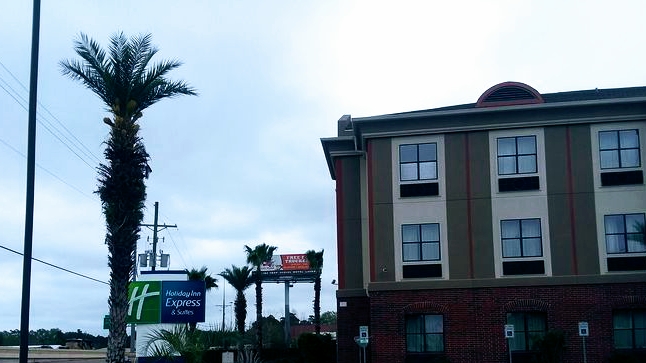 Commercial property job with palms along the parking lot