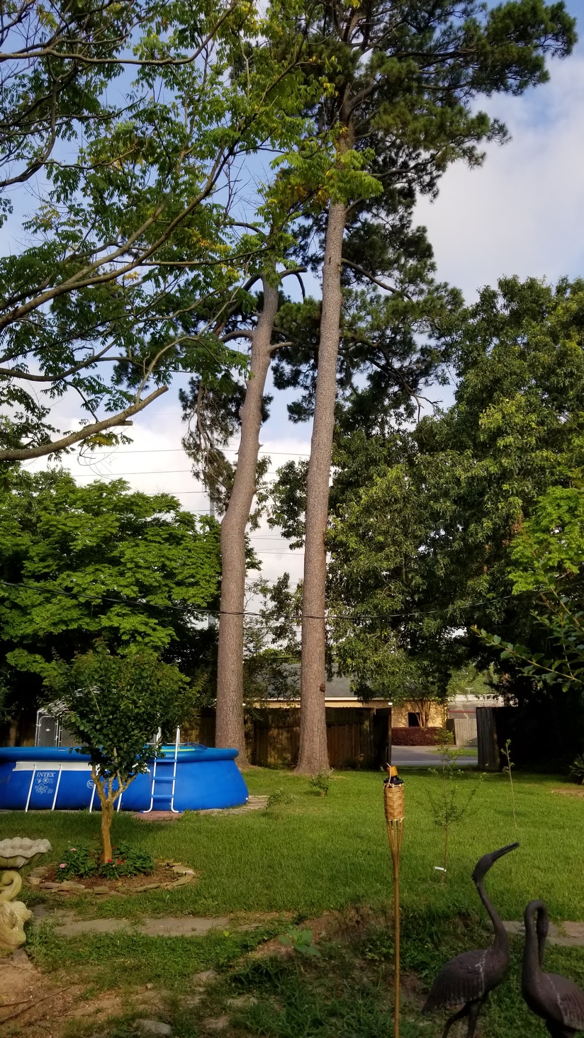 Tall pines in a Beaumont backyard