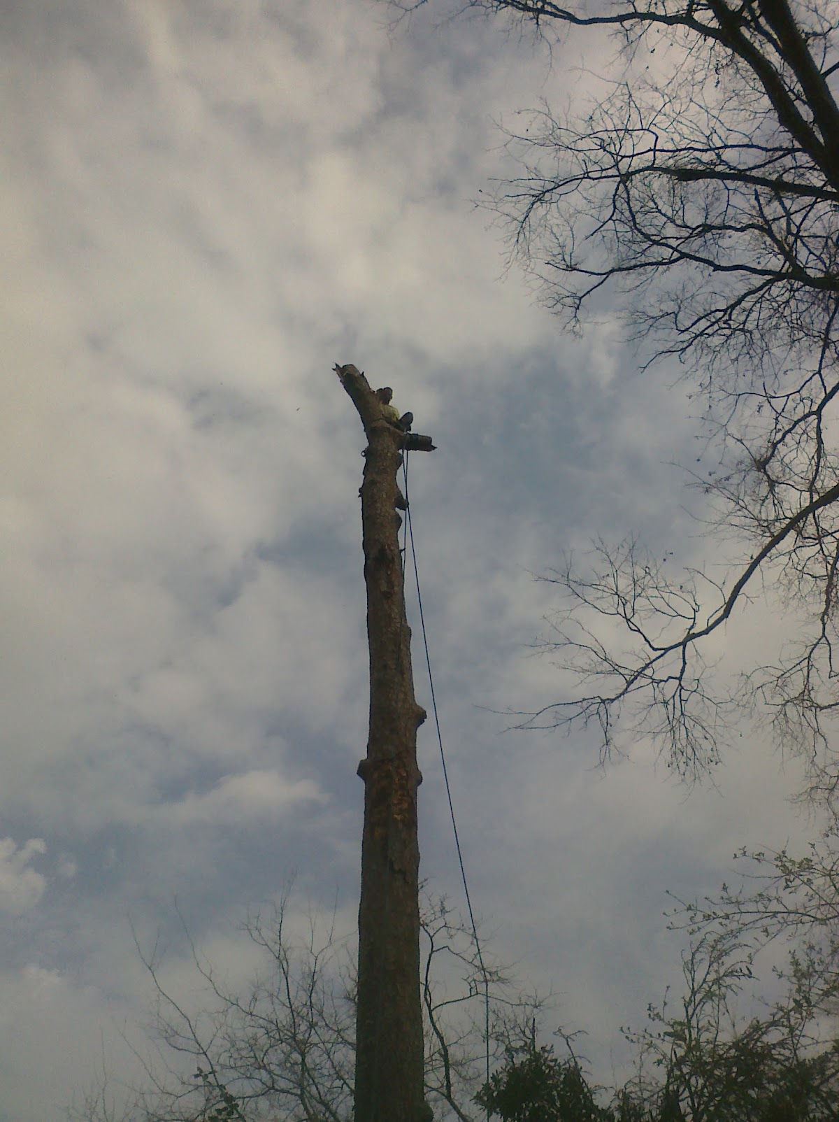 A tall trunk topped by the Secure Choice crew with a climbing rope in place